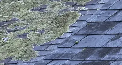 démoussage toiture Maxent-2