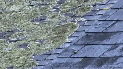 nettoyage toiture Maxent-4